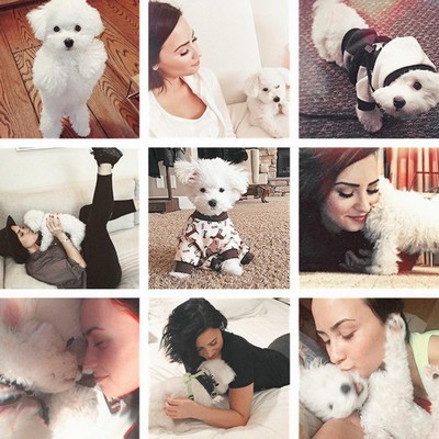 Lovato thanks fans for puppy support